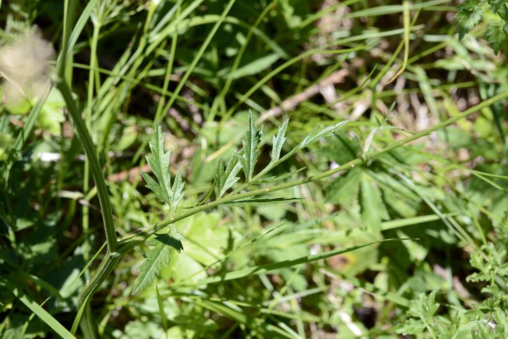 Pimpinella major (Apiaceae)